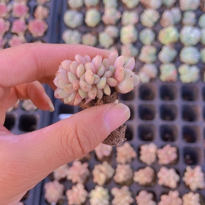 精品凌雪缀多肉植物