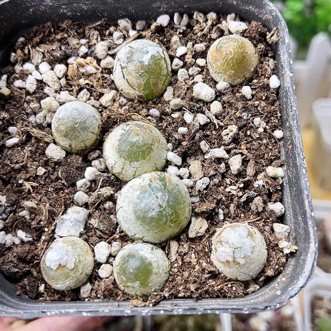 无花朵灯泡带盆发………10方盆