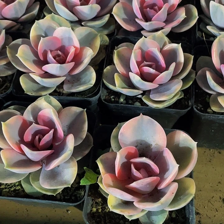 7方大彩虹带盆土发