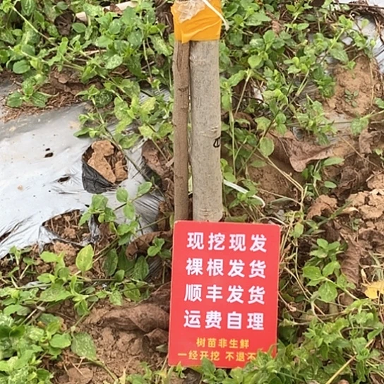 现***在吊坠文玩核桃白狮