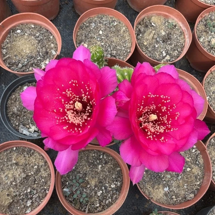 丽花仙人球仙人掌410