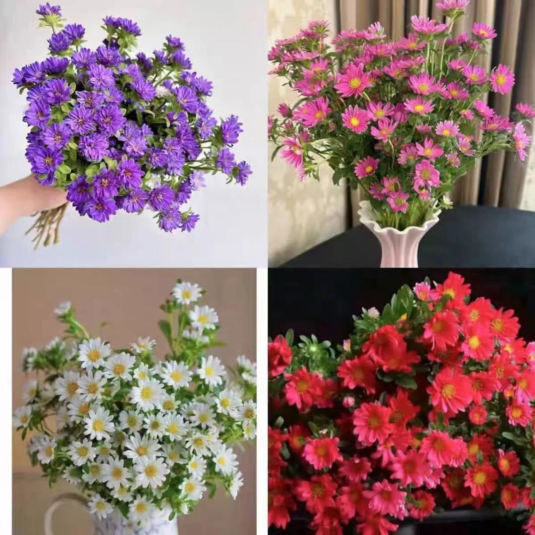 胖胖专属链接 迷你菊 鲜切花