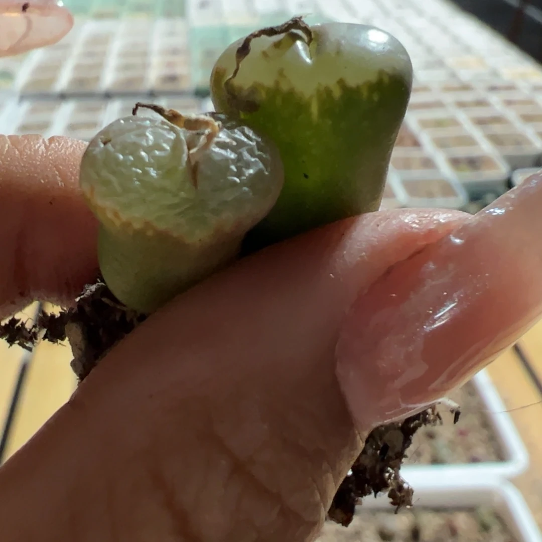 缥*11111111111111多肉