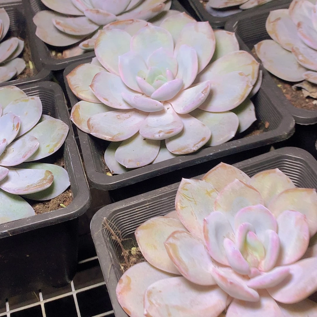 大韩奶茶4578999000000