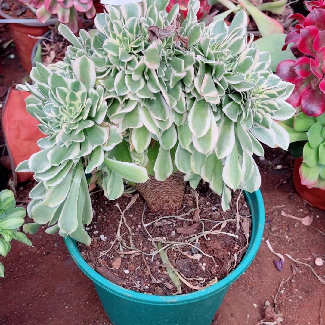 玲*多肉植物245绿豆