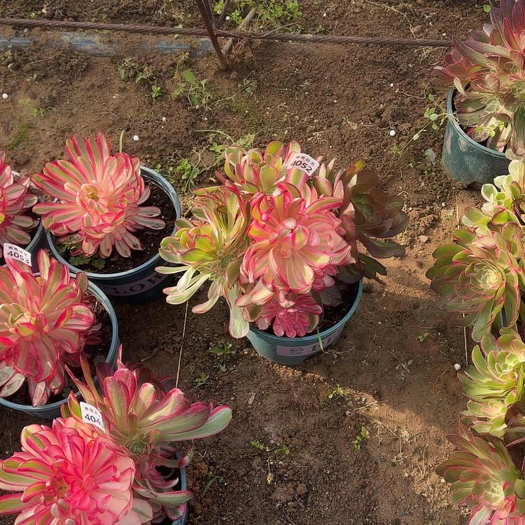 如*?多肉植物孔雀翎菊花4052