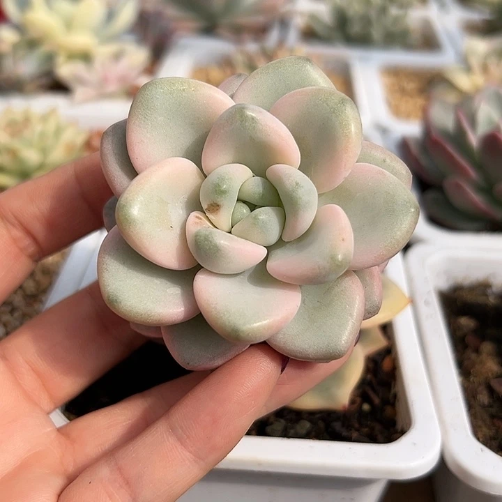 花瓣路锦多肉植物带侧芽