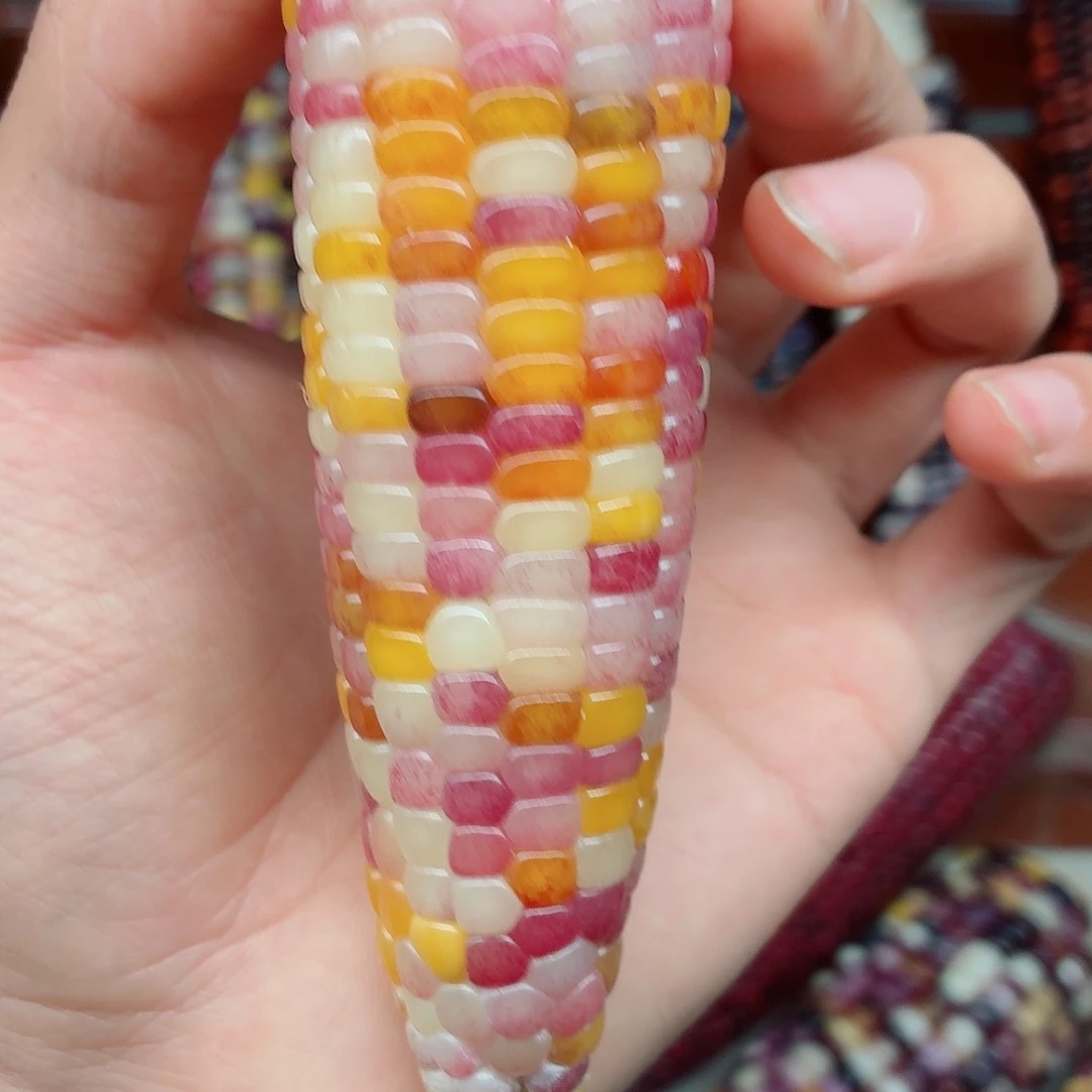 吉***见吊坠白玉菩提文玩玉米毛料精品