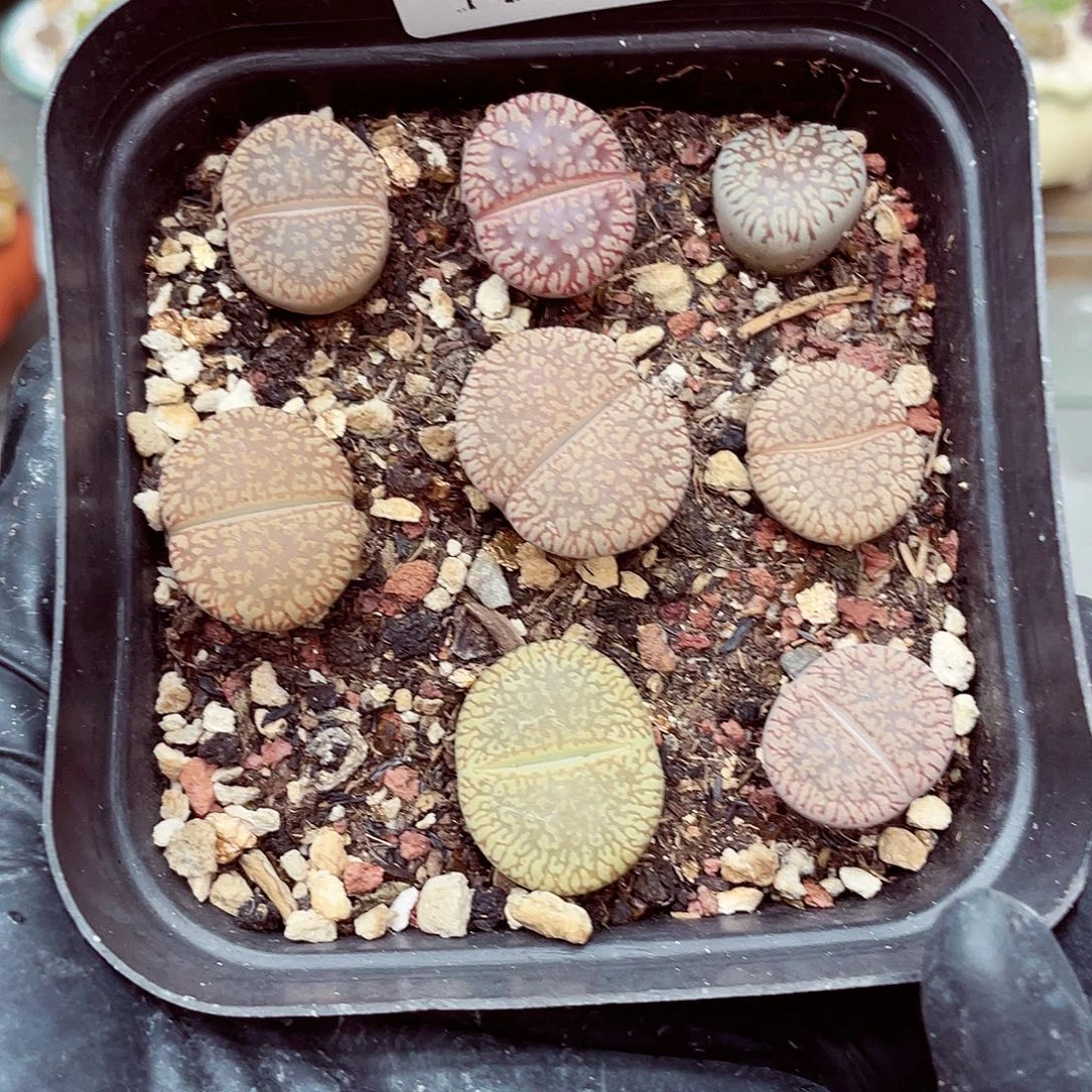生石花满18包邮1008-429