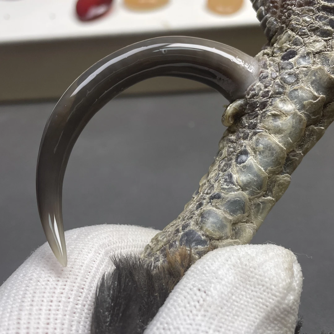 鑫源骨艺鸡爪骨手把件水墨大弯钩单只