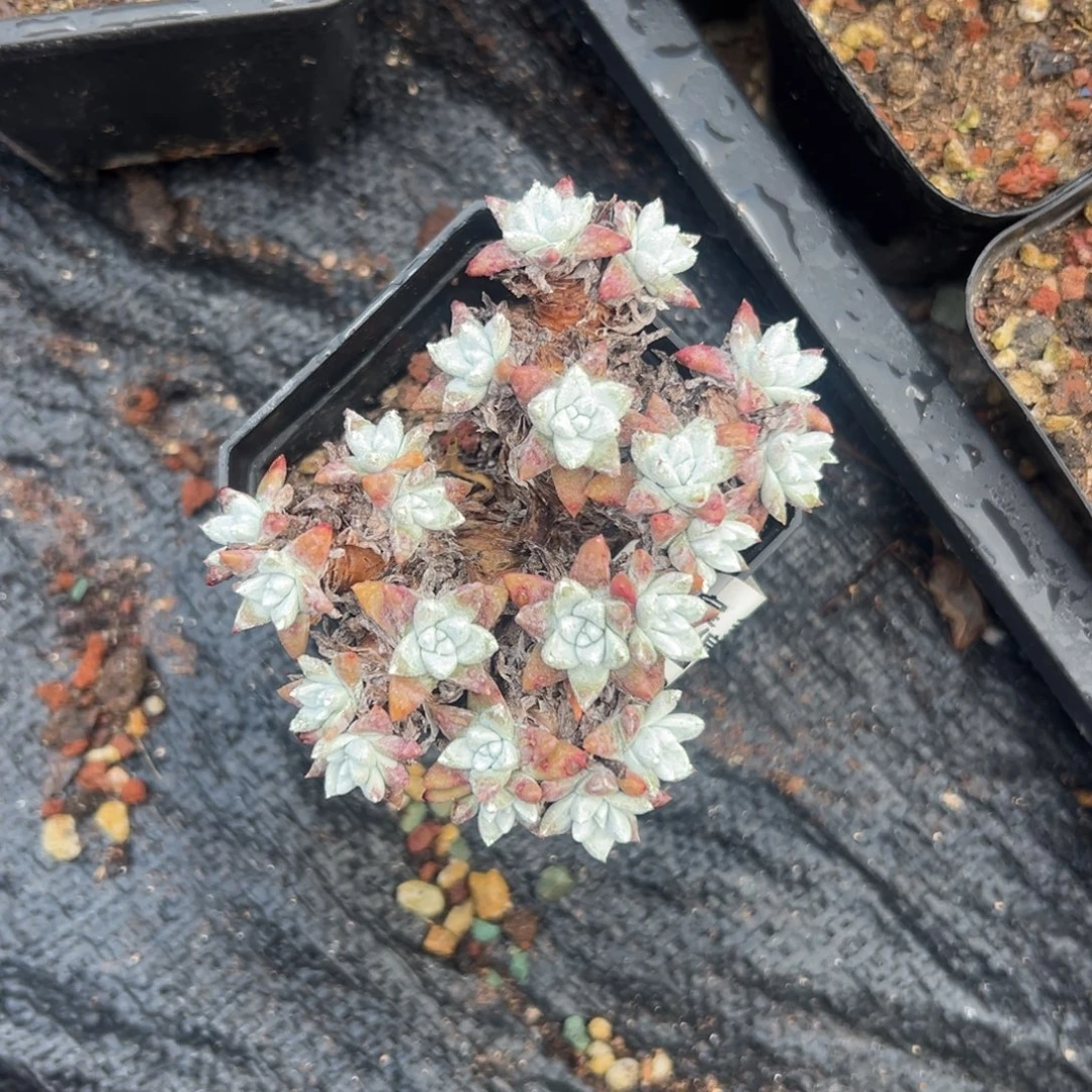 韩菊～粗腿～一物一拍1889