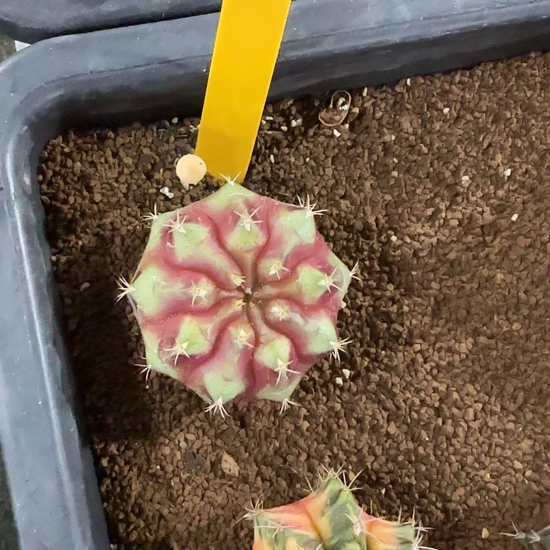 L773-1219泰国发货 十六根蜡烛