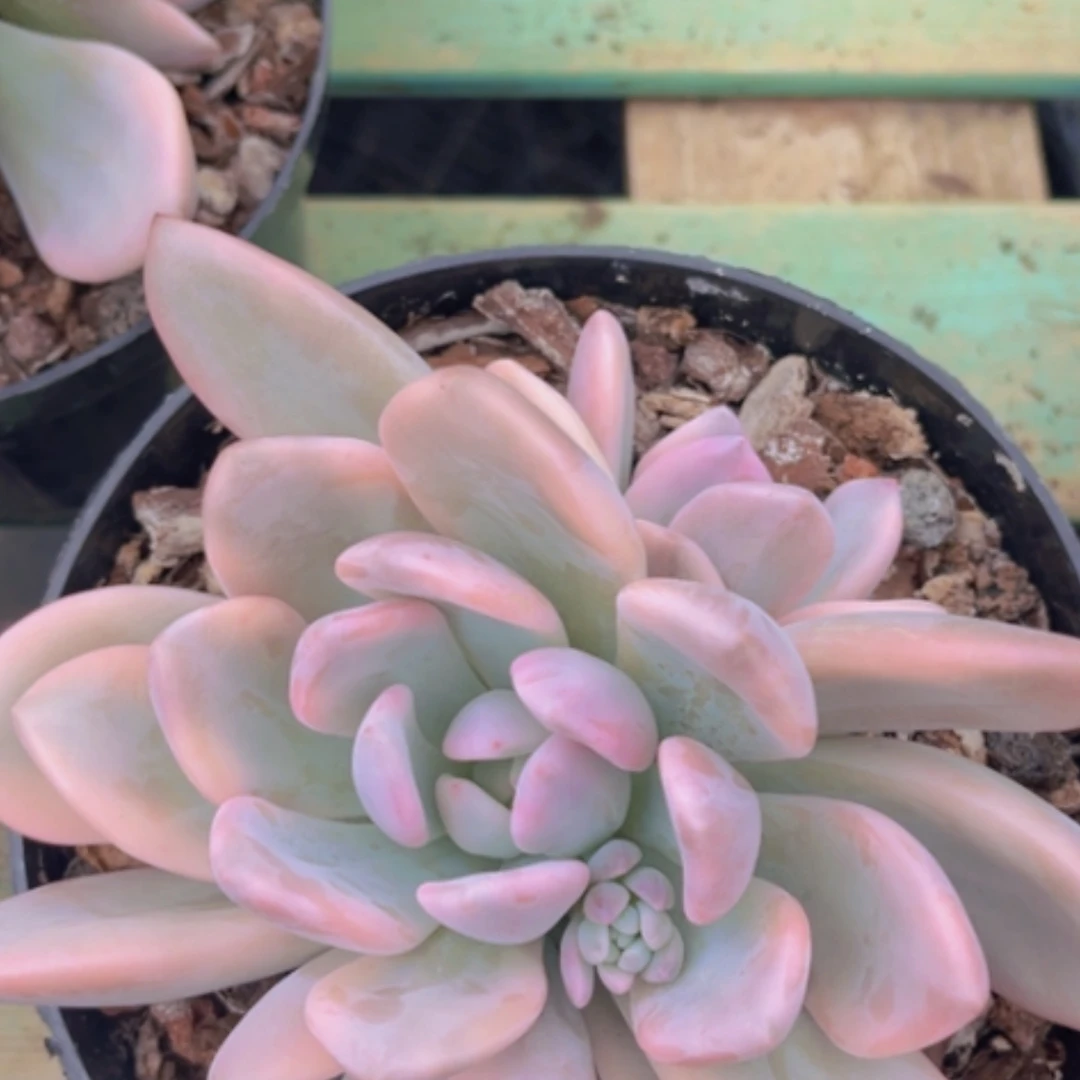 【闪购商品】奥普锦04136