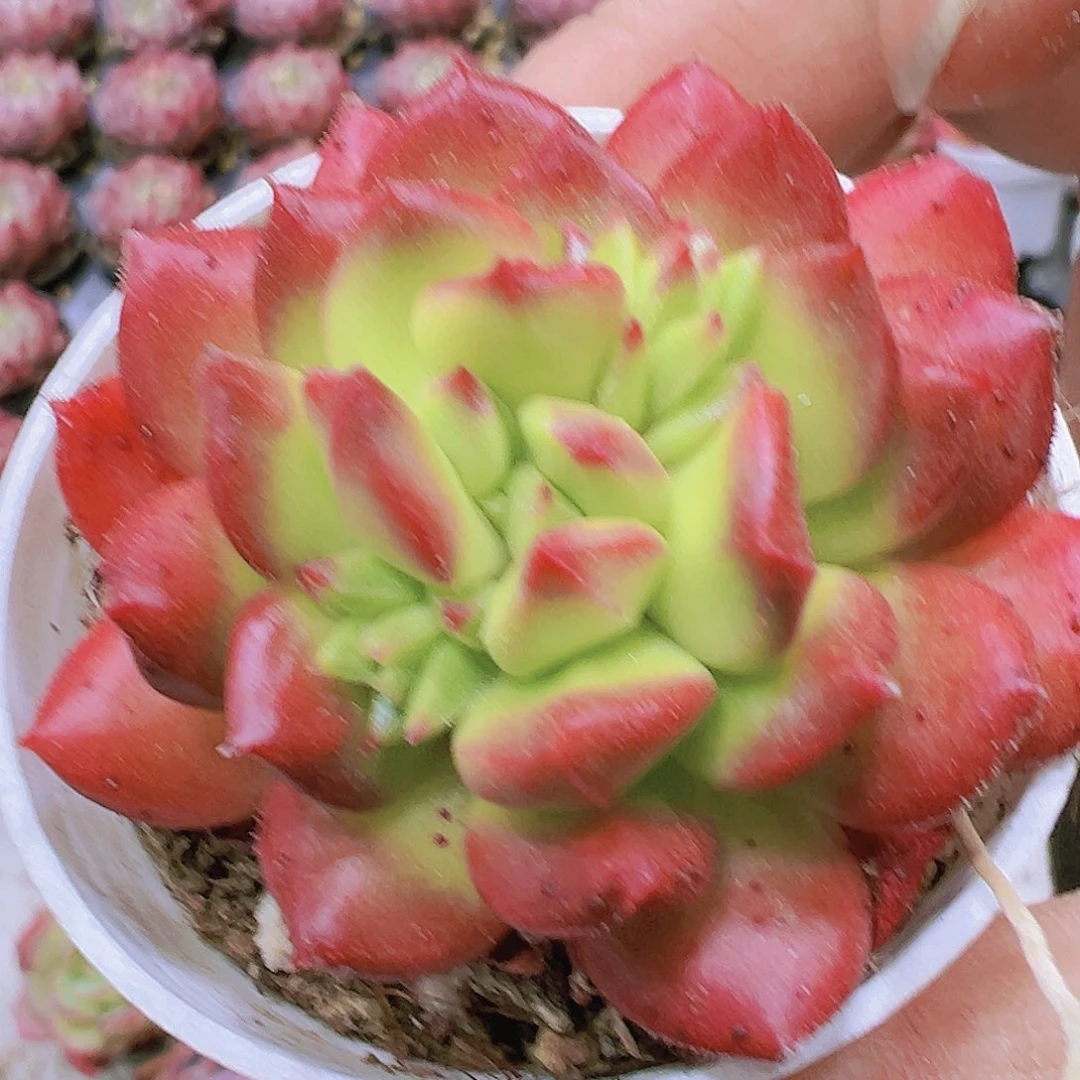 红灯笼多肉植物19包邮