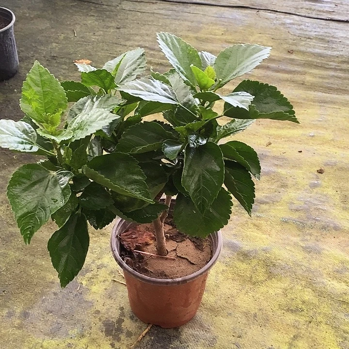 全部花苞飞天橙，到家不换盆