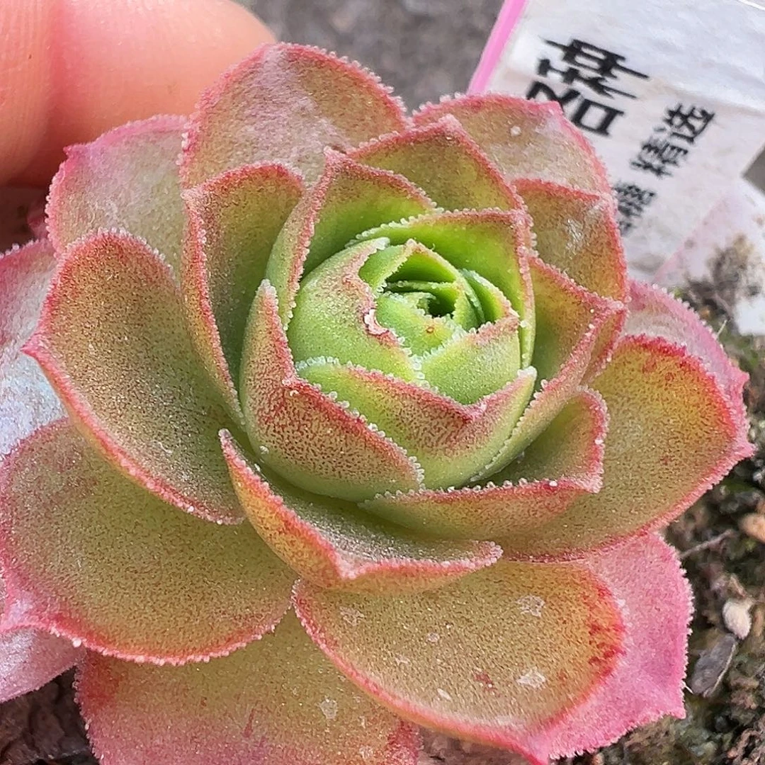 糖糖108 若初x各种 特殊基因带珠珠