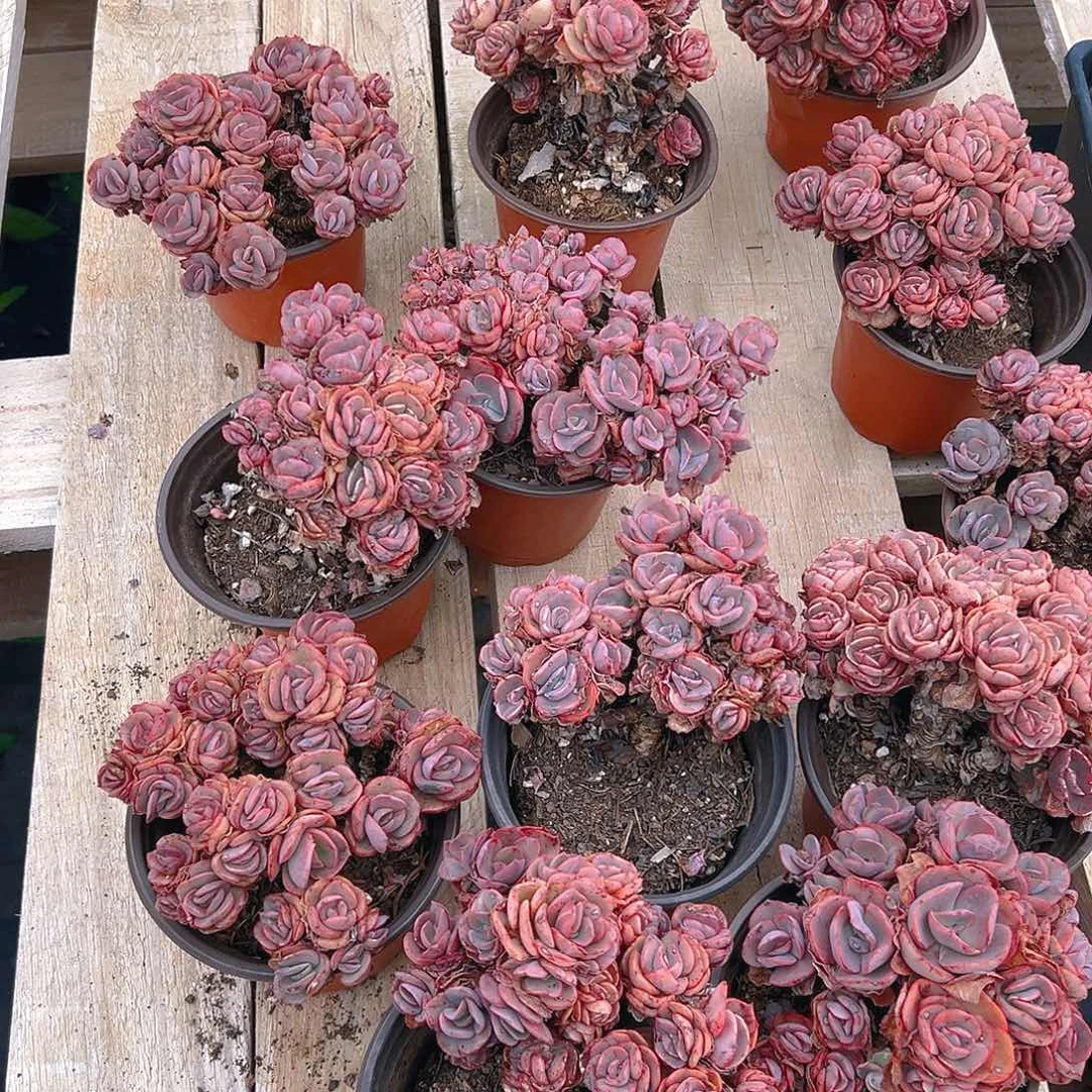 秀妍多肉，满18包邮