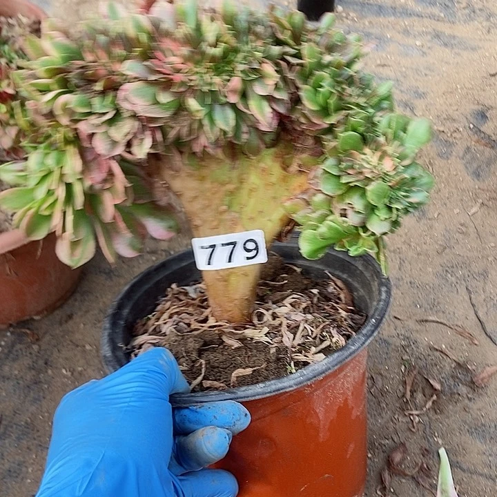 779香妃缀化老板子