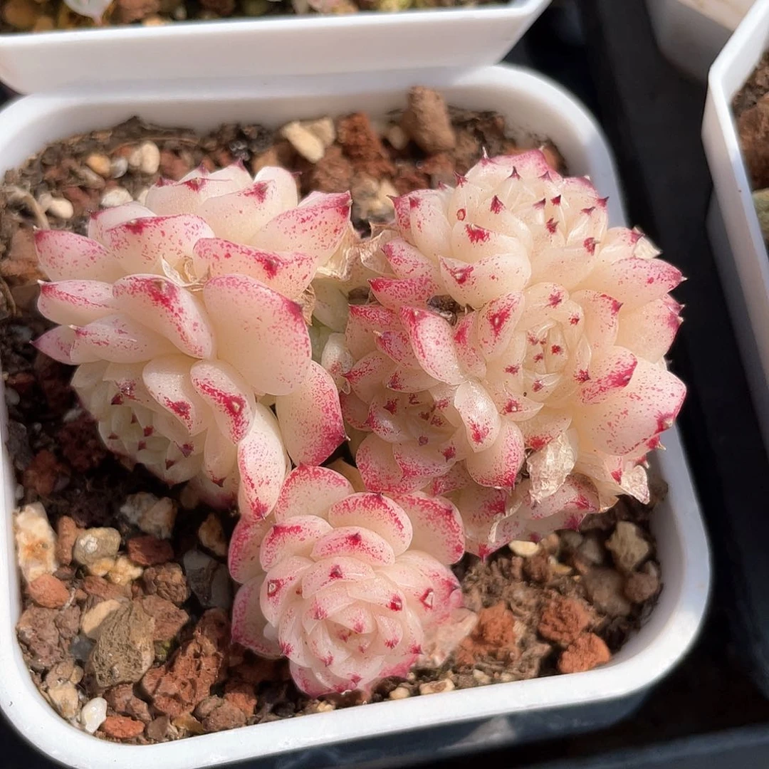 优选麦秆a111福利658