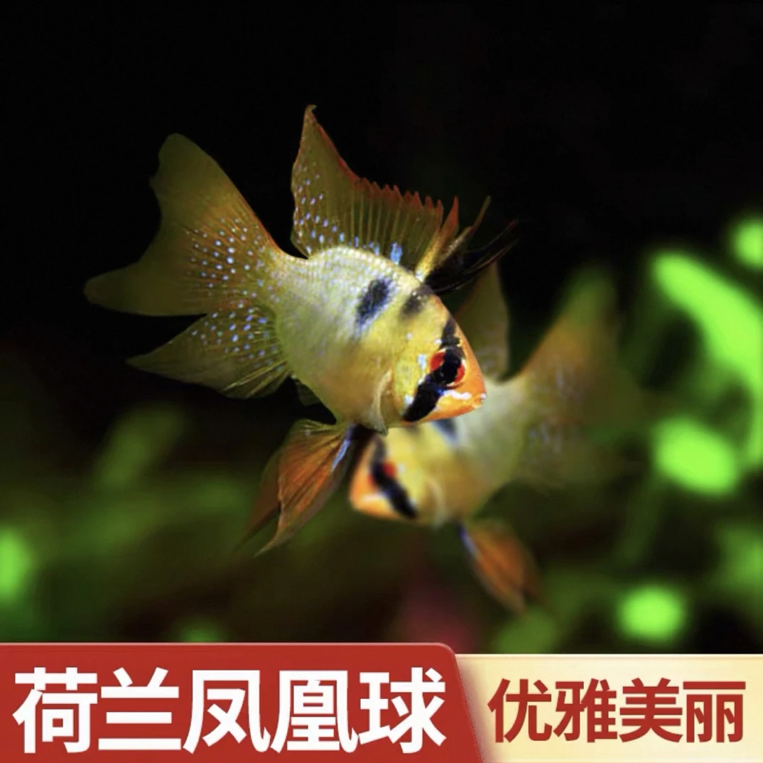 凤凰球热带鱼适合小米鱼缸水草造景观赏