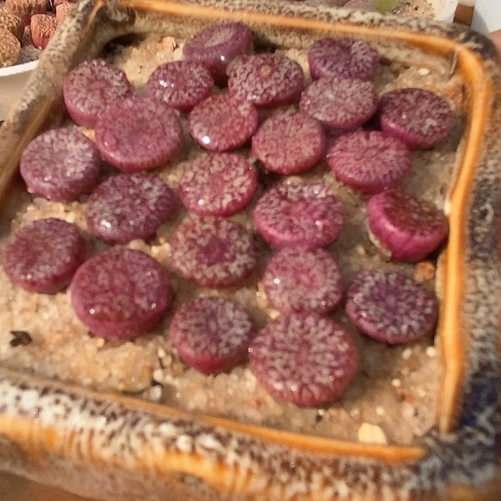 密纹安贞一颗   买3送1