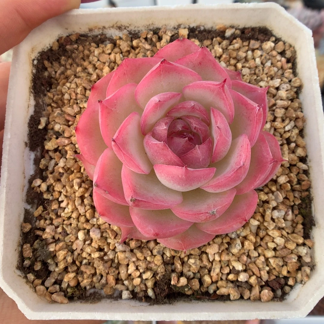 侧影多肉植物一物一拍