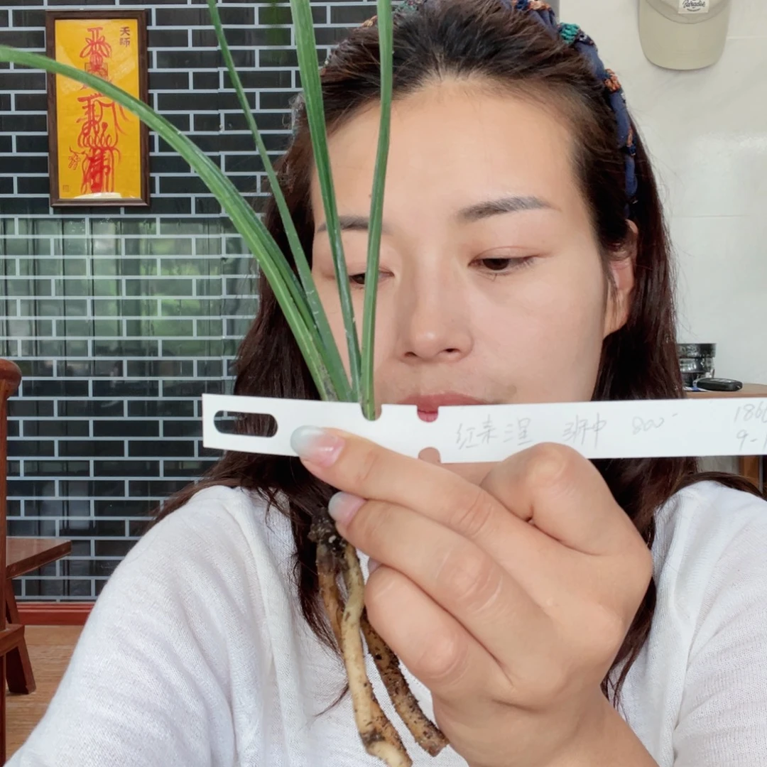 远***翔完全开放红素三星引种寄养