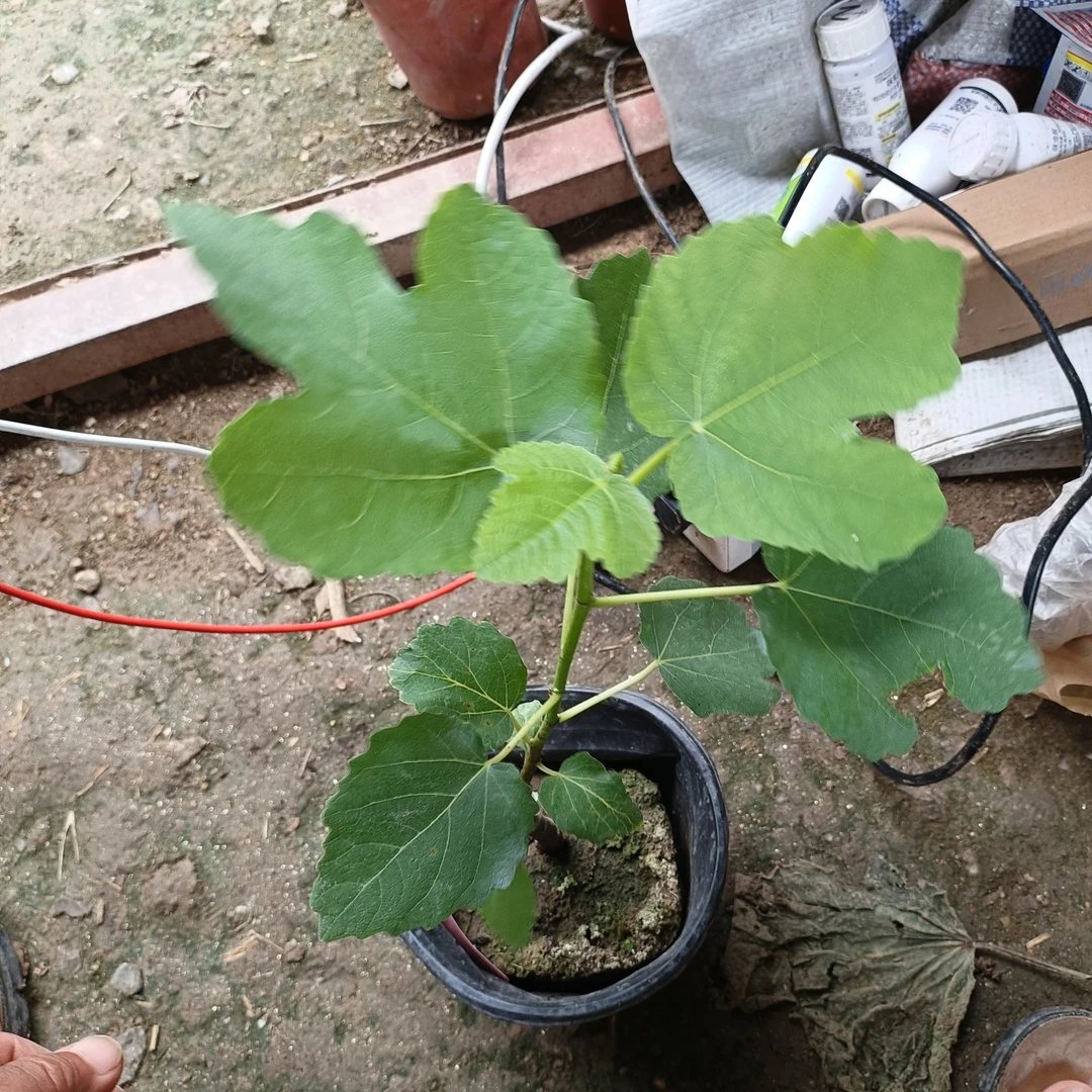 巴斯最爱，无花果树苗，嫁接苗