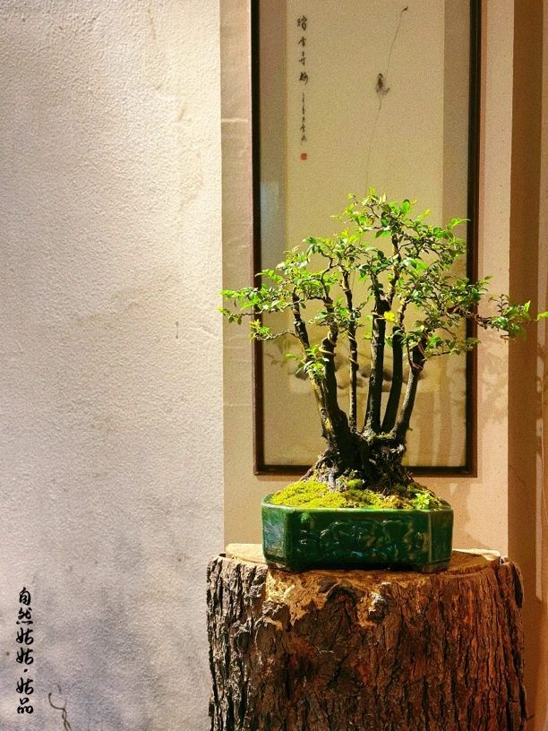 老庄盆景黑古茶花卉绿植室内客厅自然姑姑