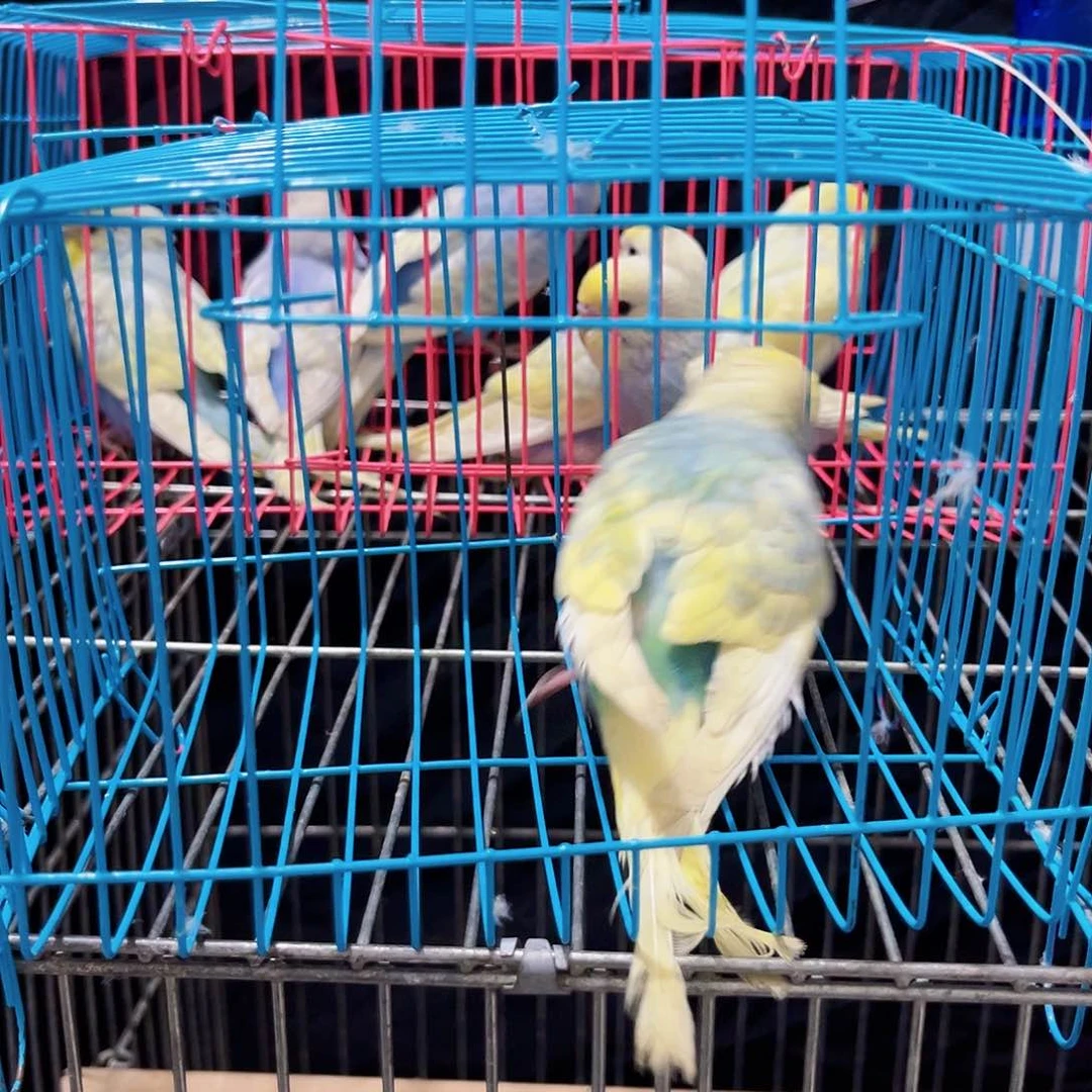 虎皮鹦鹉虎皮鹦鹉 金彩鹦鹉