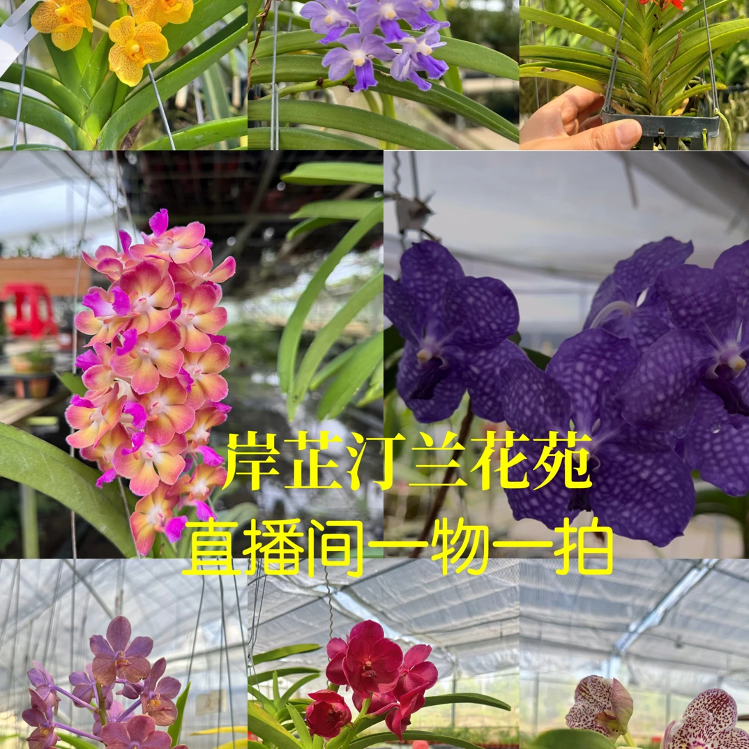 蓝宝石母株秋石斛量拍