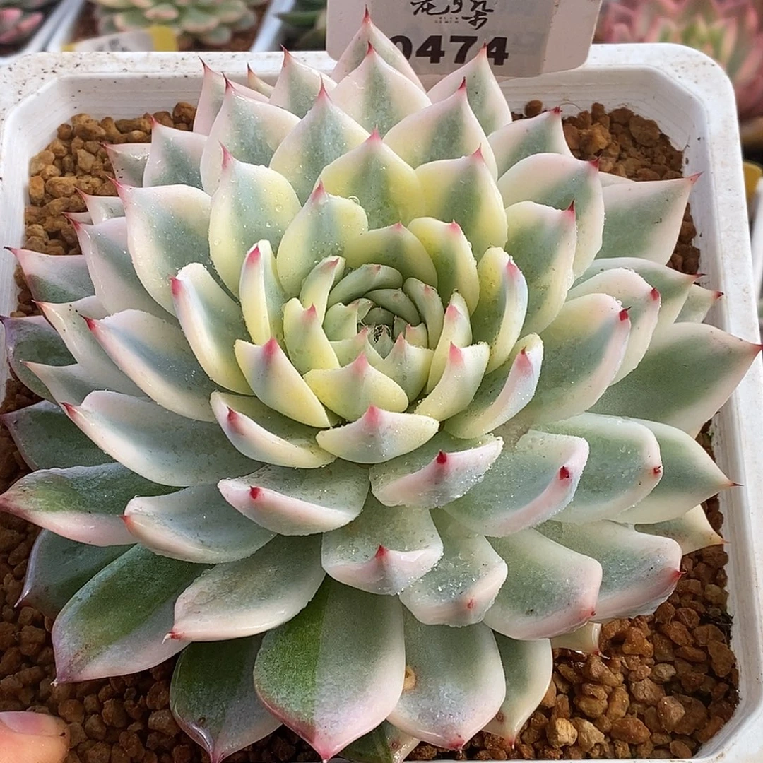 474娃娃17公分哈哈哈哈是