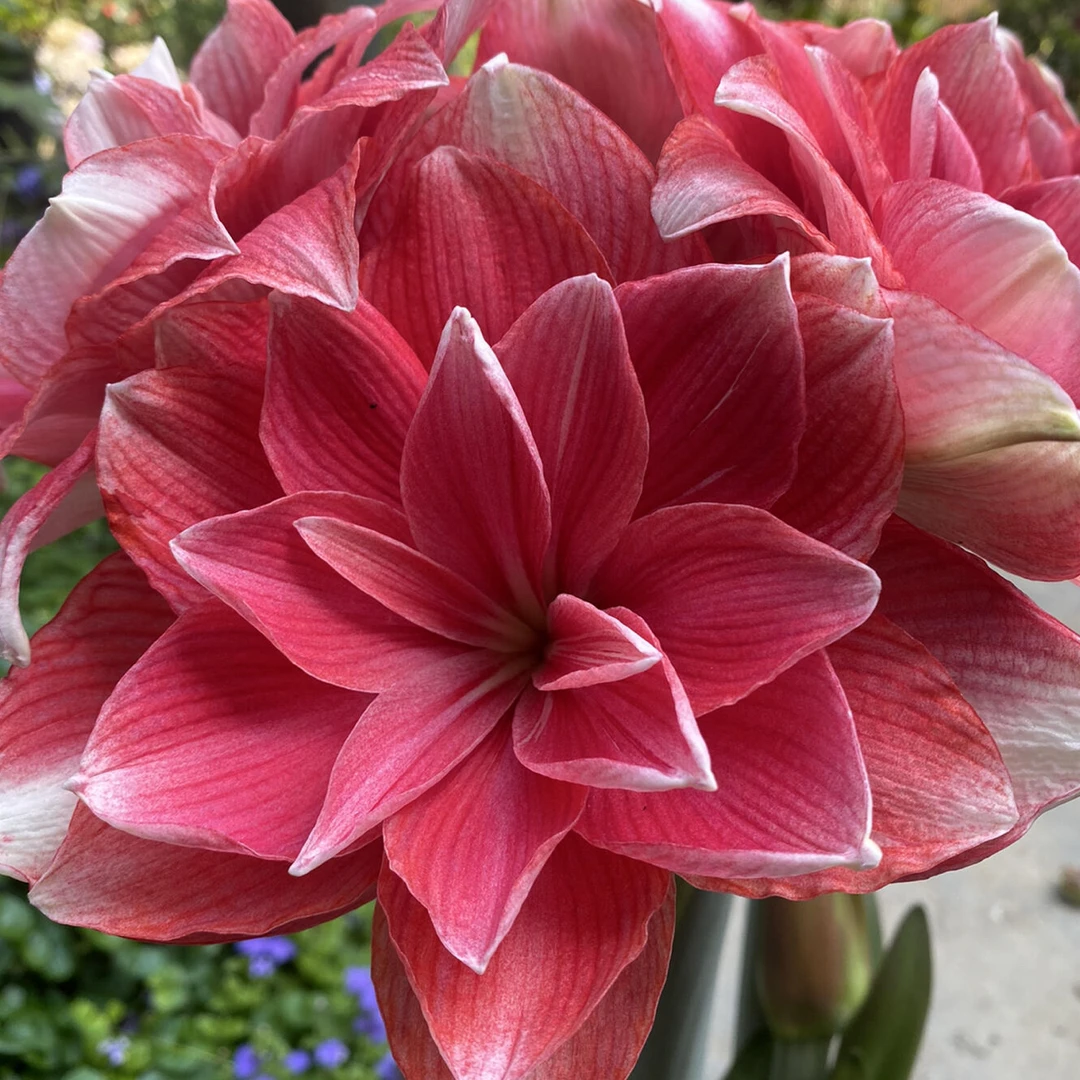 【双梦】重瓣朱顶红种球四季开花室内外盆栽好养活花卉