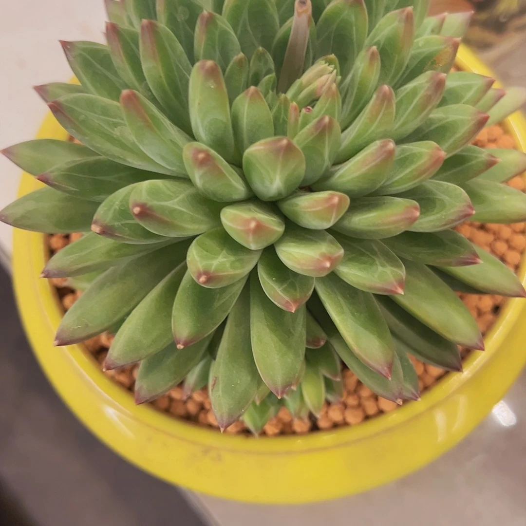 攥时克拉11111111111111