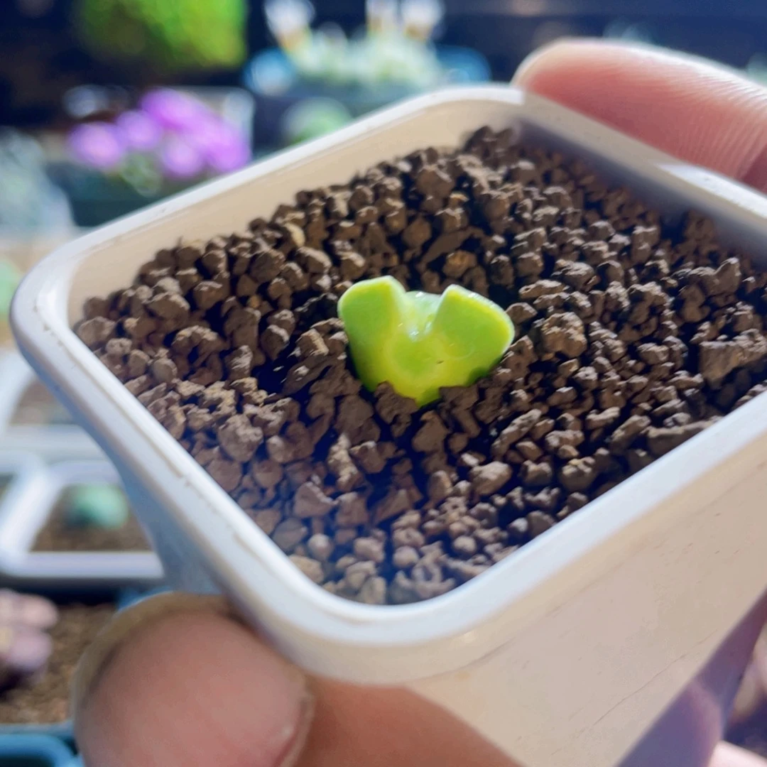 大眼空蝉单头植物一物一拍