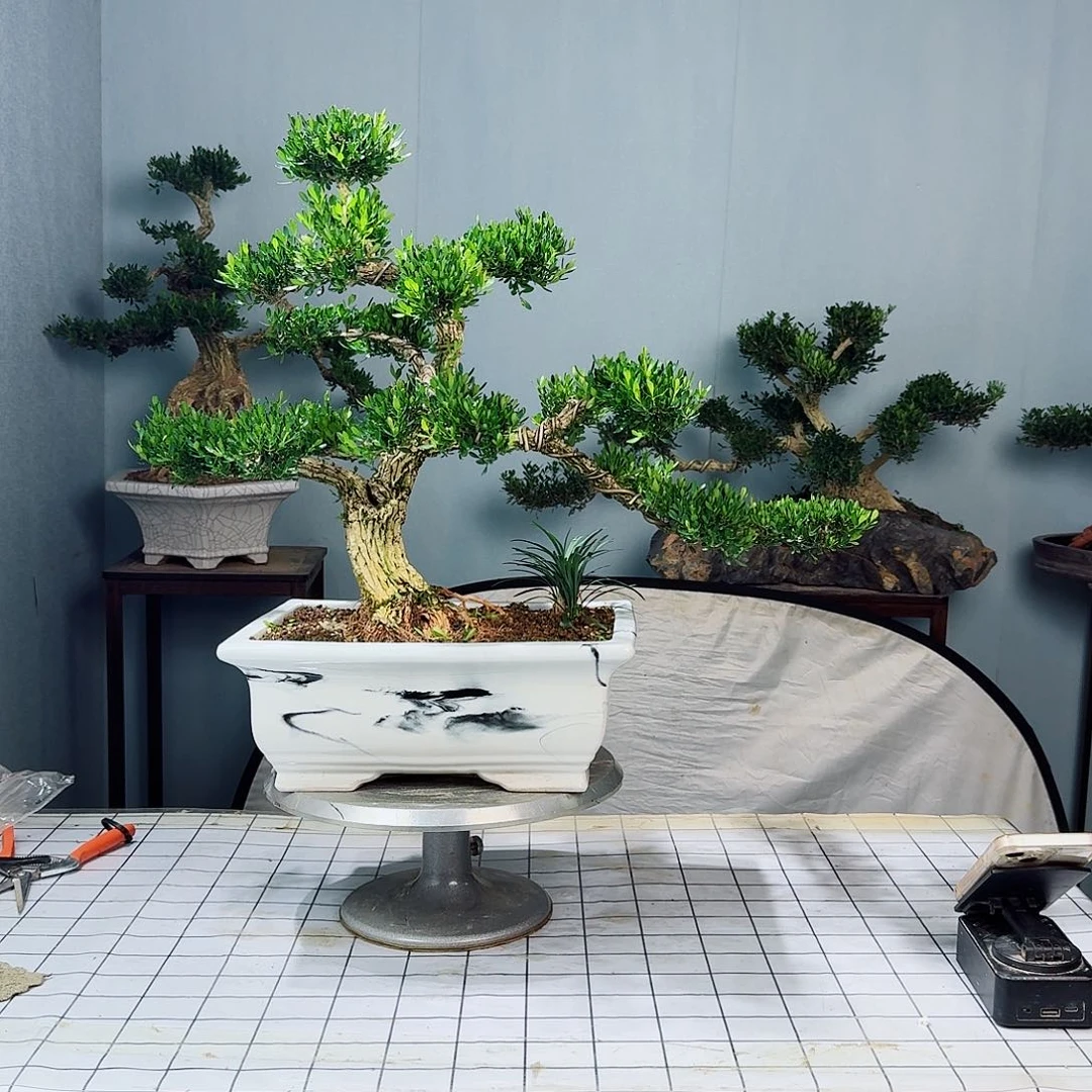 广东皱皮雀舌黄杨