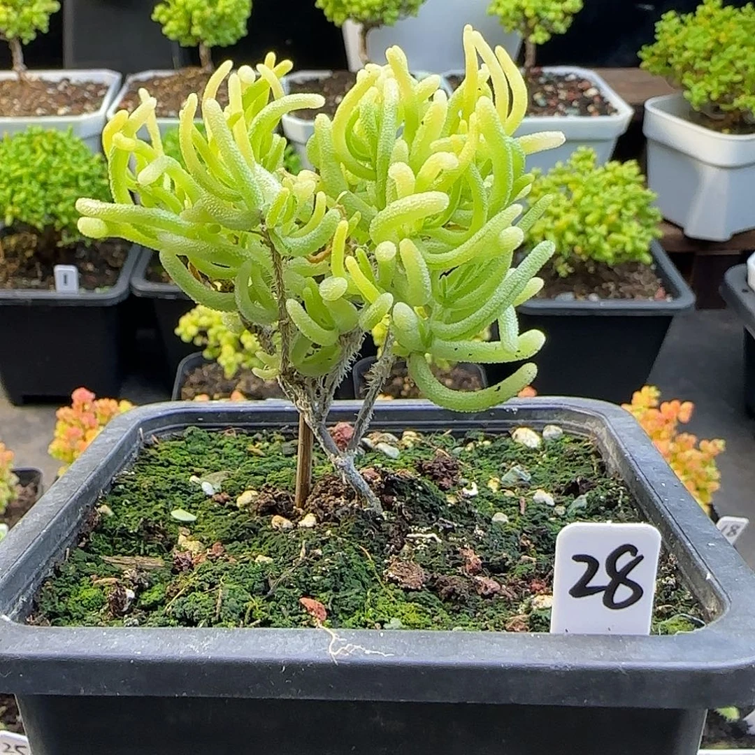 荧光兔锦枝干番杏