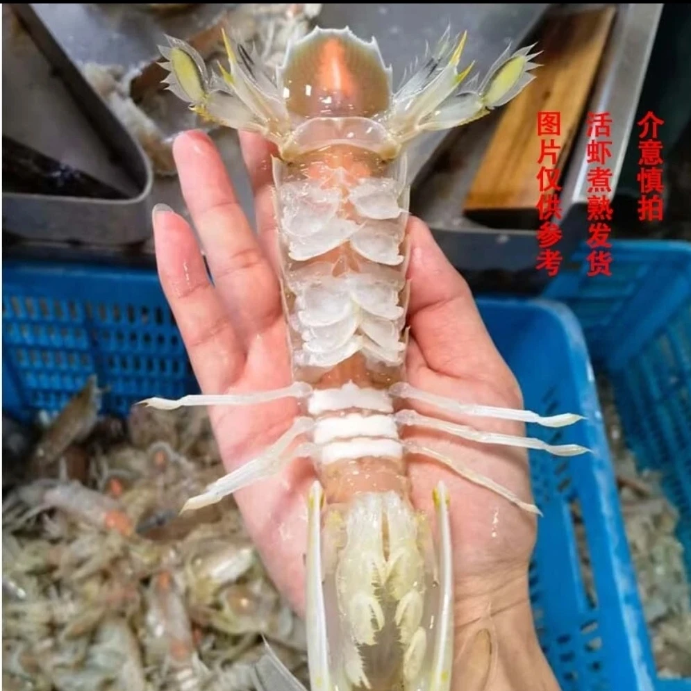 敏6_北海深海皮皮虾虾姑濑尿虾国产富贵虾虾爬子3斤顺丰熟冻发货