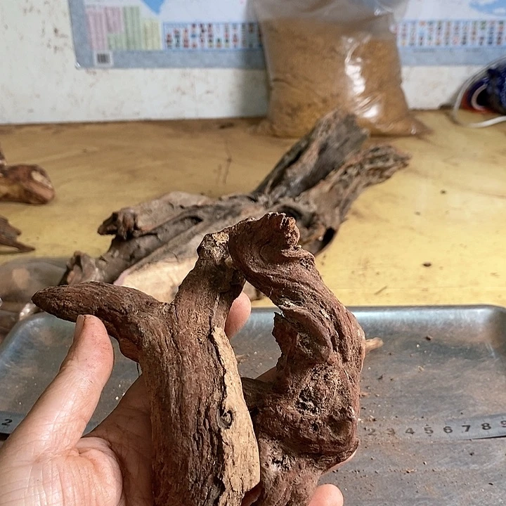 花梨木类看*远海南花梨