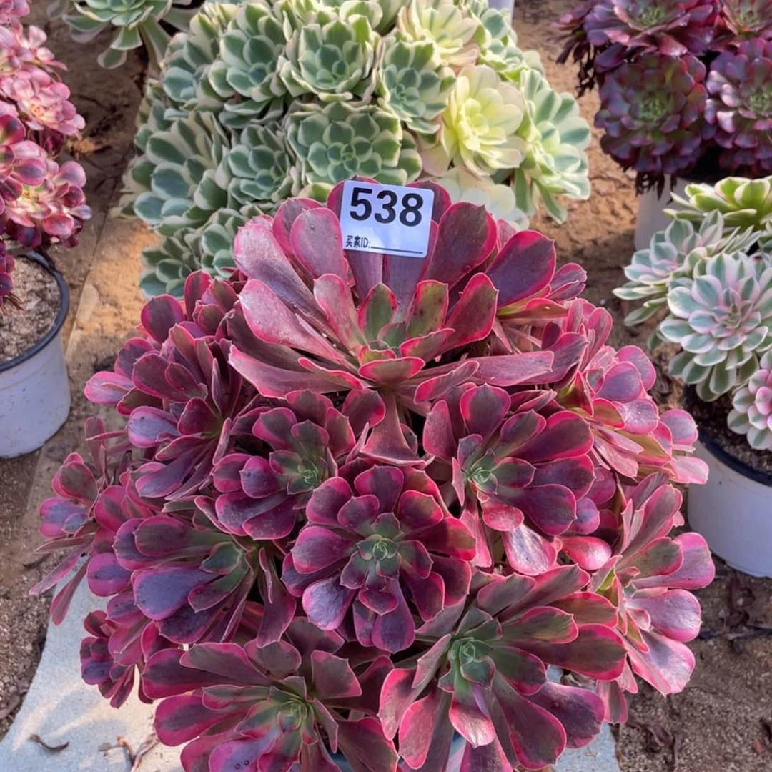 538凤冠多肉植物