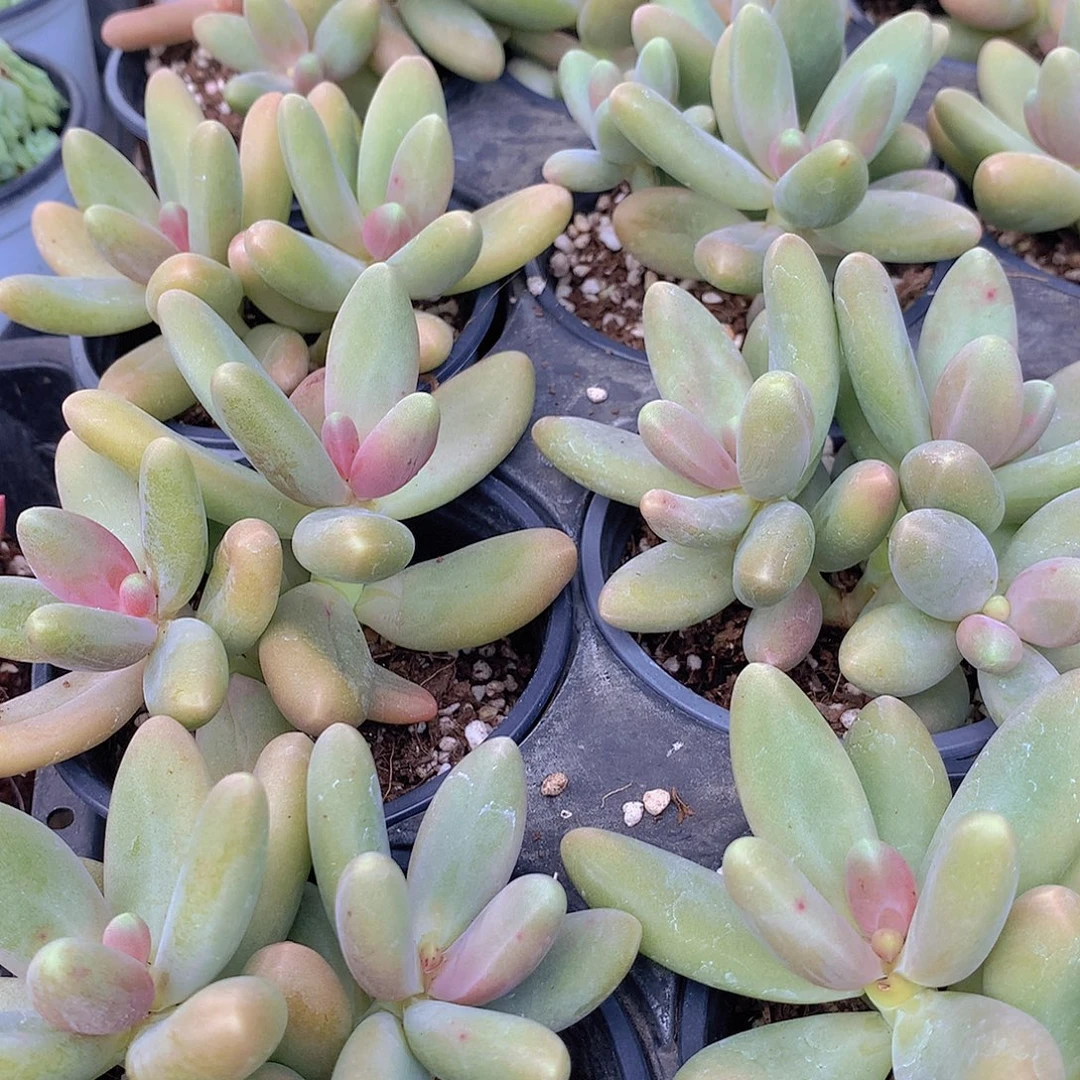 糖果美人35778900000000