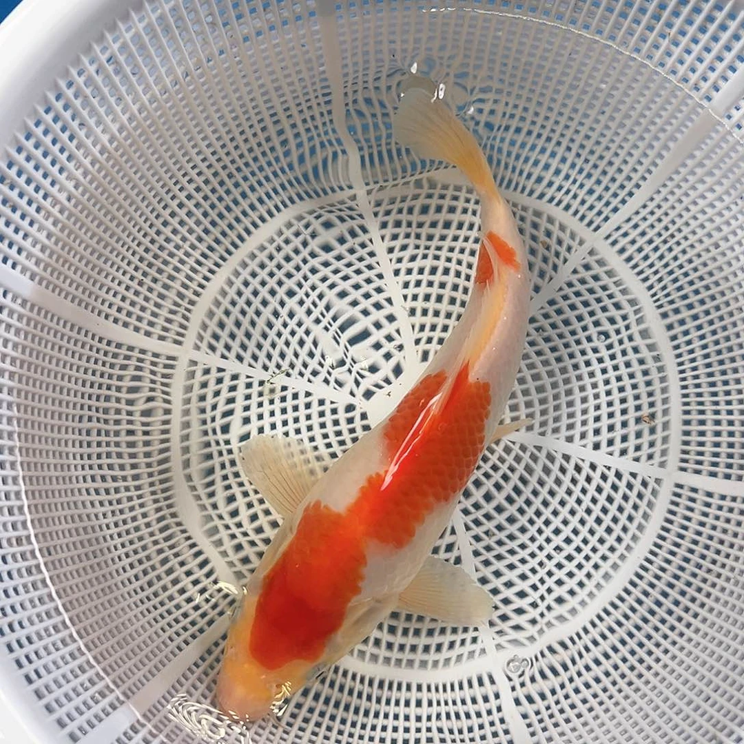 锦鲤鑫泓锦鲤养殖