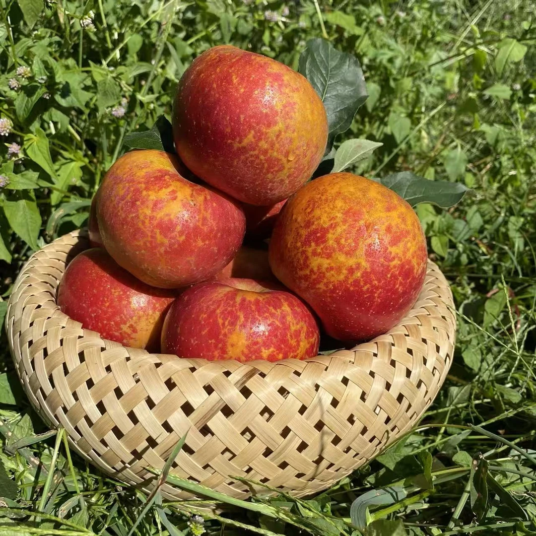 云南昭通冰糖心丑苹果冰糖心苹果脆甜多汁现摘现发坏果包赔