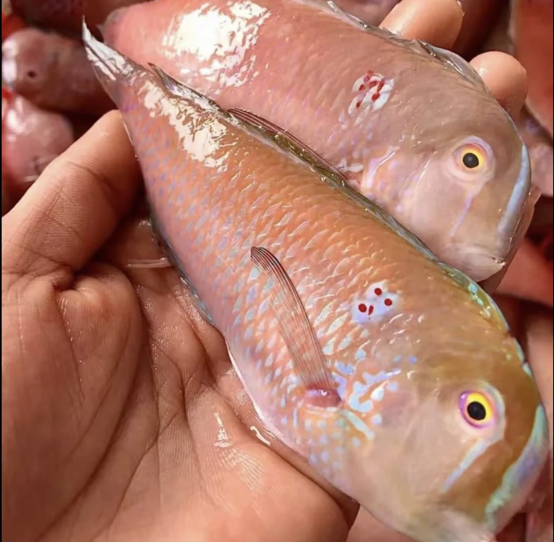 广东省惠来神泉港 野生海捕 红心仔 马头鱼 莺歌鱼 老鼠鱼