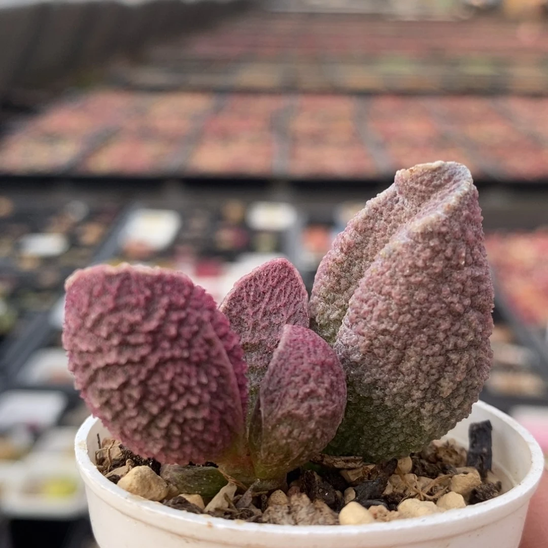 8127一个一个一个