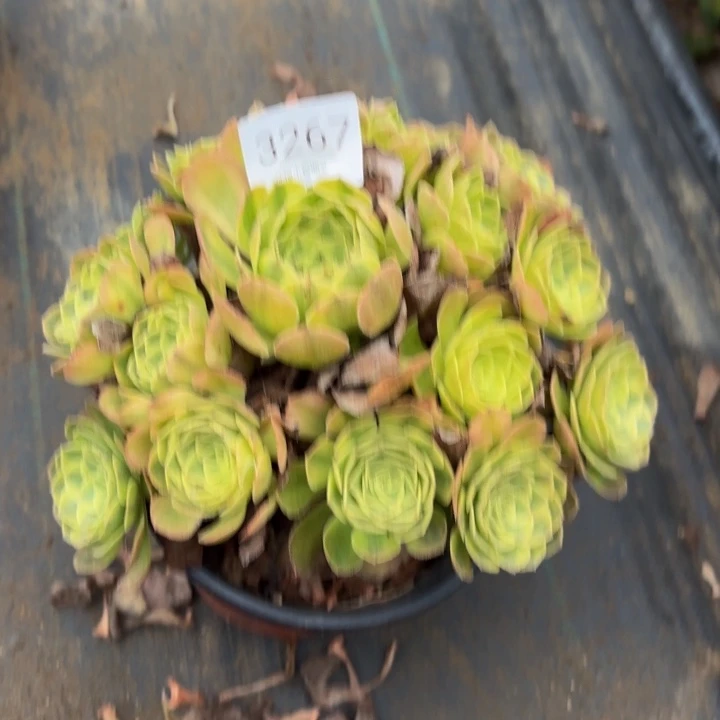 雨荷多肉处理不包断头3267