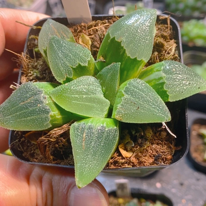 磨面寿玉露多肉植物