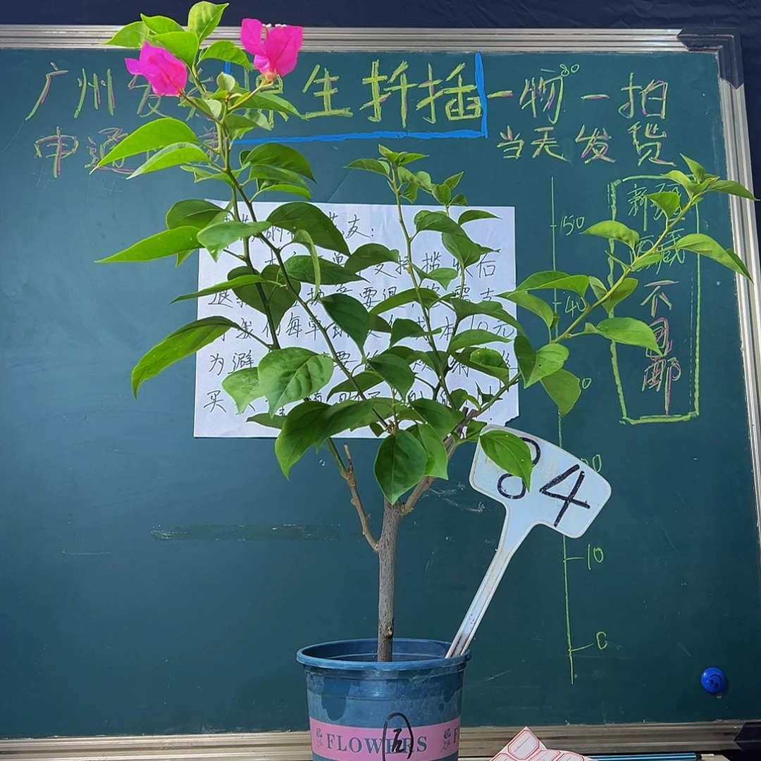 当前无花栽培后可以开花同安红 84