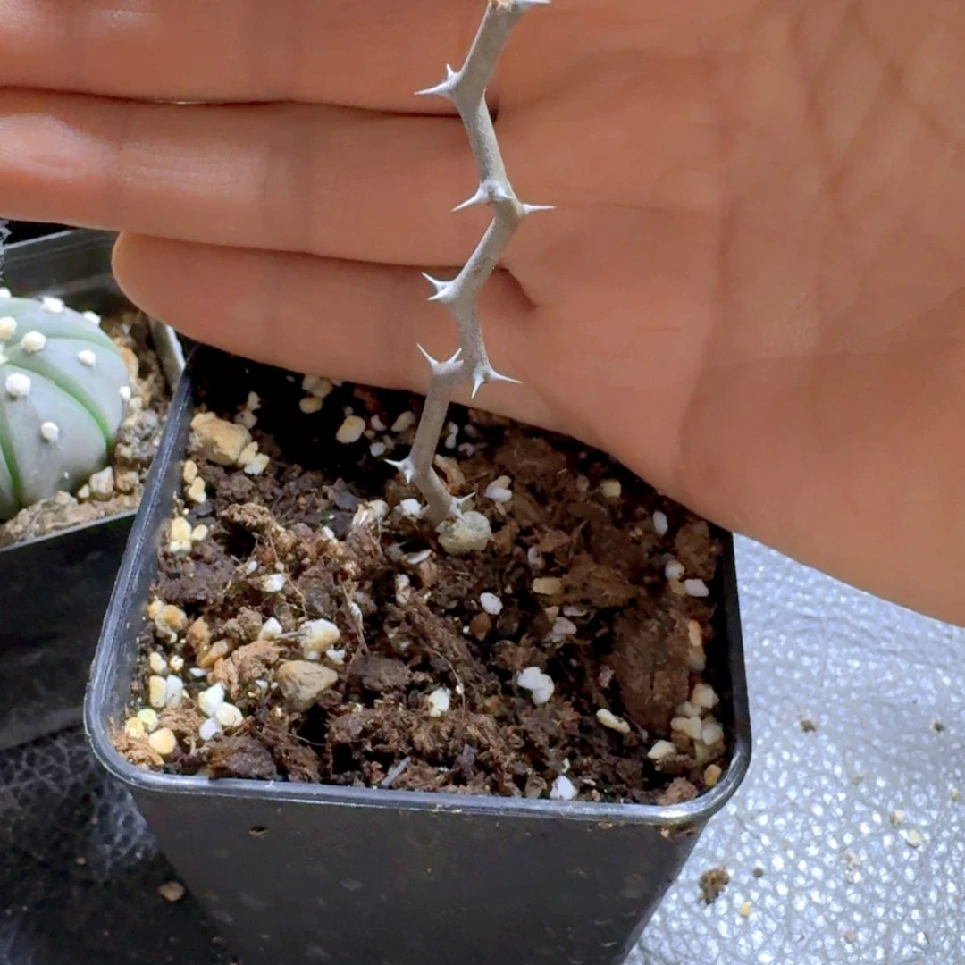 ?****?391弯曲龙带盆发货