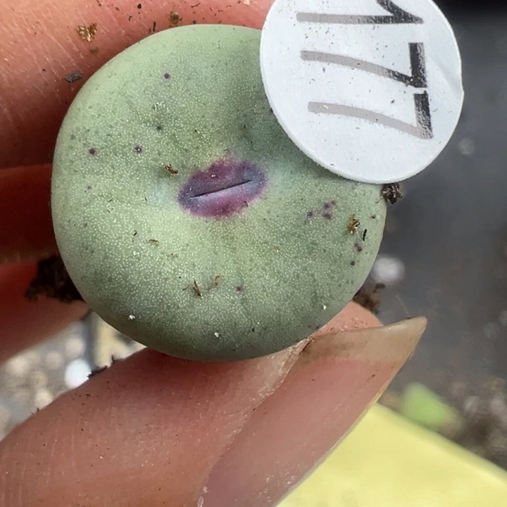 177号这颗多肉有点好看